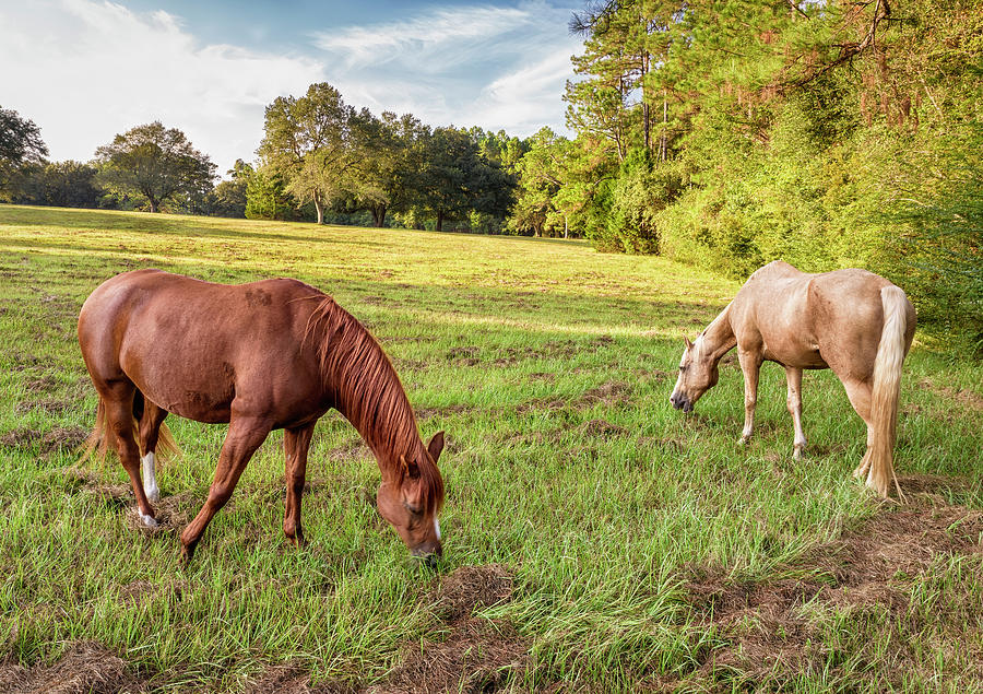 Two Horses Photograph by Bill Chambers