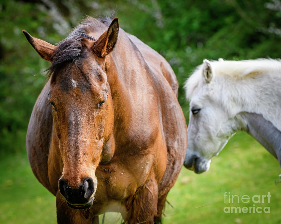 Two horses Photograph by Colin Rayner