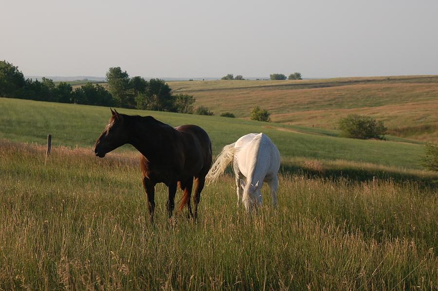 Two Horses Photograph by Granny B Photography