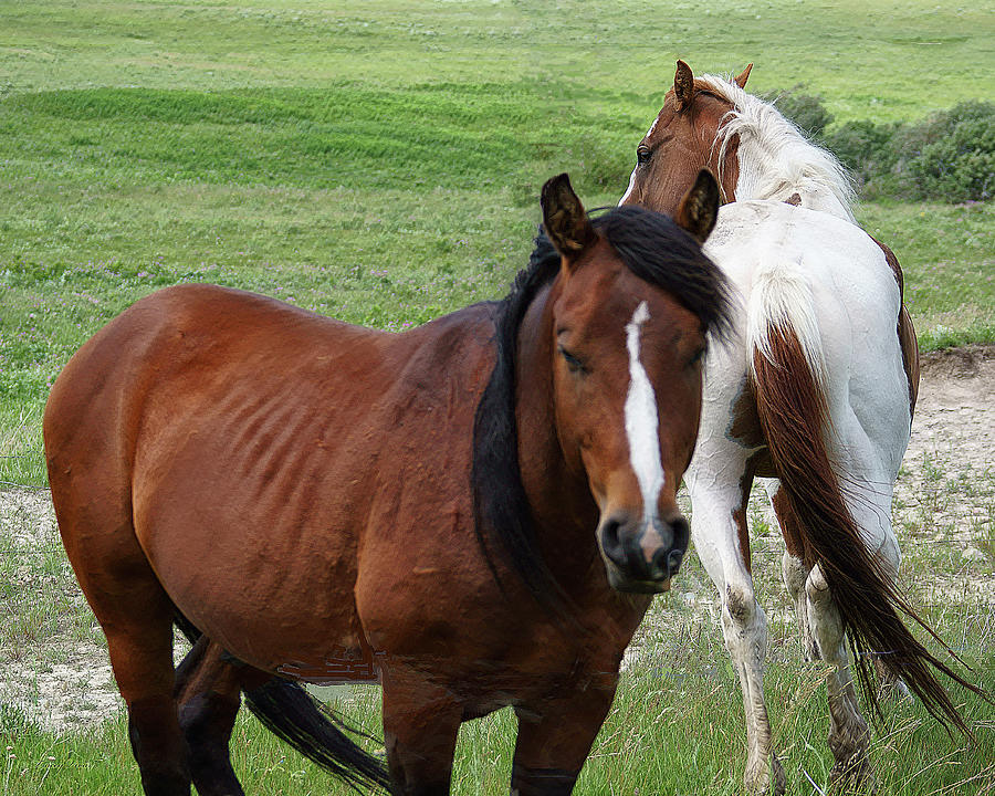Two Horses Hanging Out Photograph by Tracey Vivar