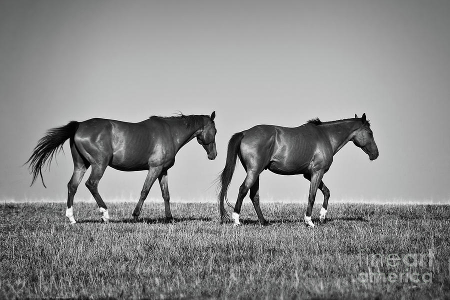 Two horses in a field Photograph by Delphimages Photo Creations
