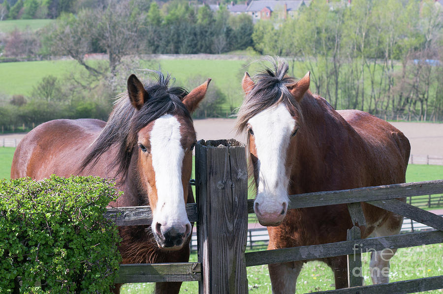 Two horses Looking Over Fence Photograph by Bryan Attewell