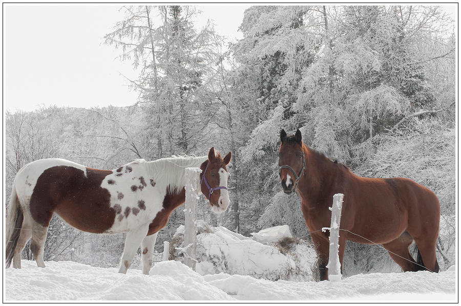Horse Photograph - Two Horses by Mark Linton