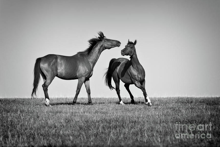 Two horses playing Photograph by Delphimages Photo Creations