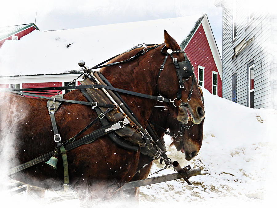 Two Horses Snow Falling Photograph by Russ Considine