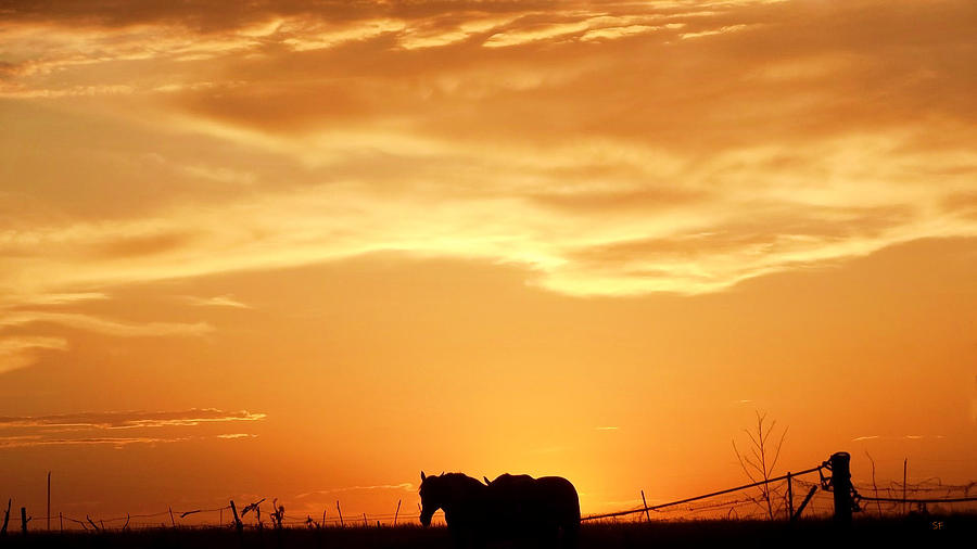 Two Horses with Sunrise  Photograph by Shelli Fitzpatrick