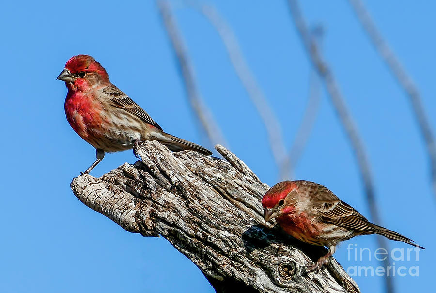 Two House Finch Birds Photograph by Sandra Js