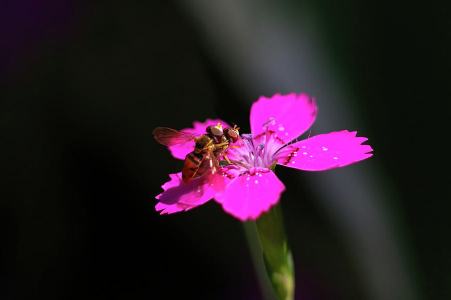 Two Hoverfly on Pinks Photograph by Brook Burling