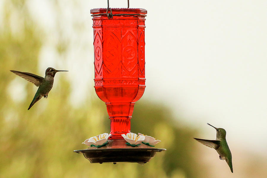 Two Humming Birds At Feeder Photograph by Dr Janine Williams