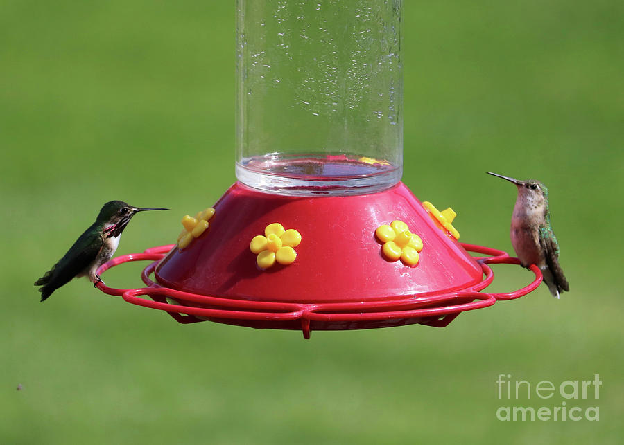 Two Hummingbirds Photograph by Carol Groenen