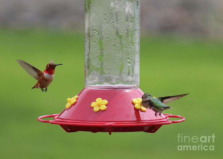 Two Hummingbirds Getting Along Photograph by Carol Groenen
