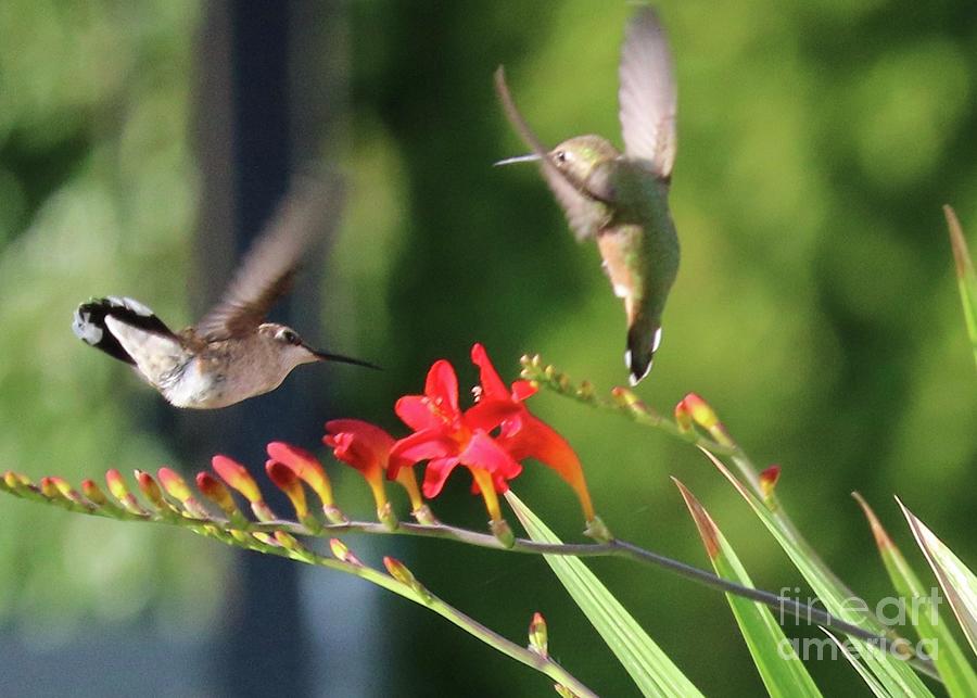 Two Hummingbirds in Motion Photograph by Carol Groenen