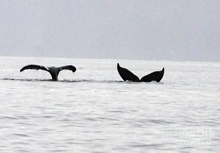 Two Humpback whale tails Photograph by Steve Speights