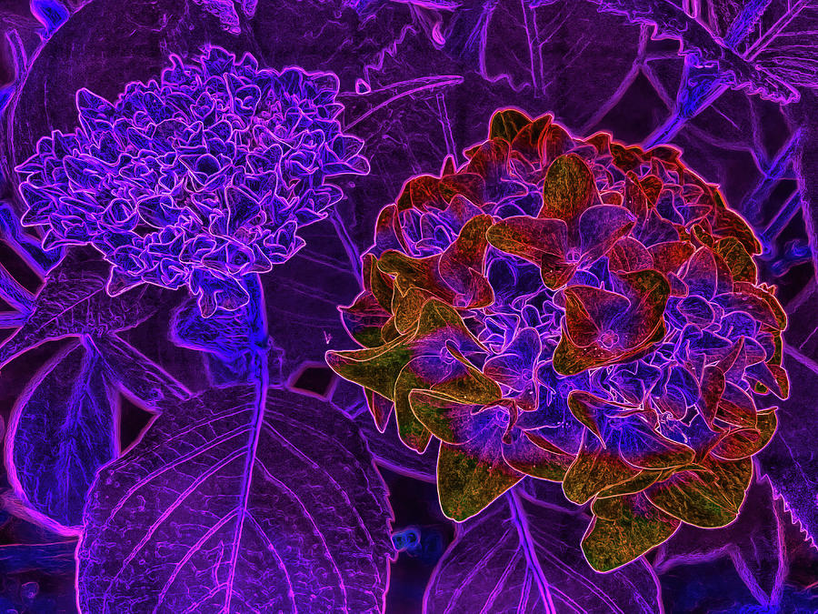 Two hydrangea blooms Photograph by Bruce Block