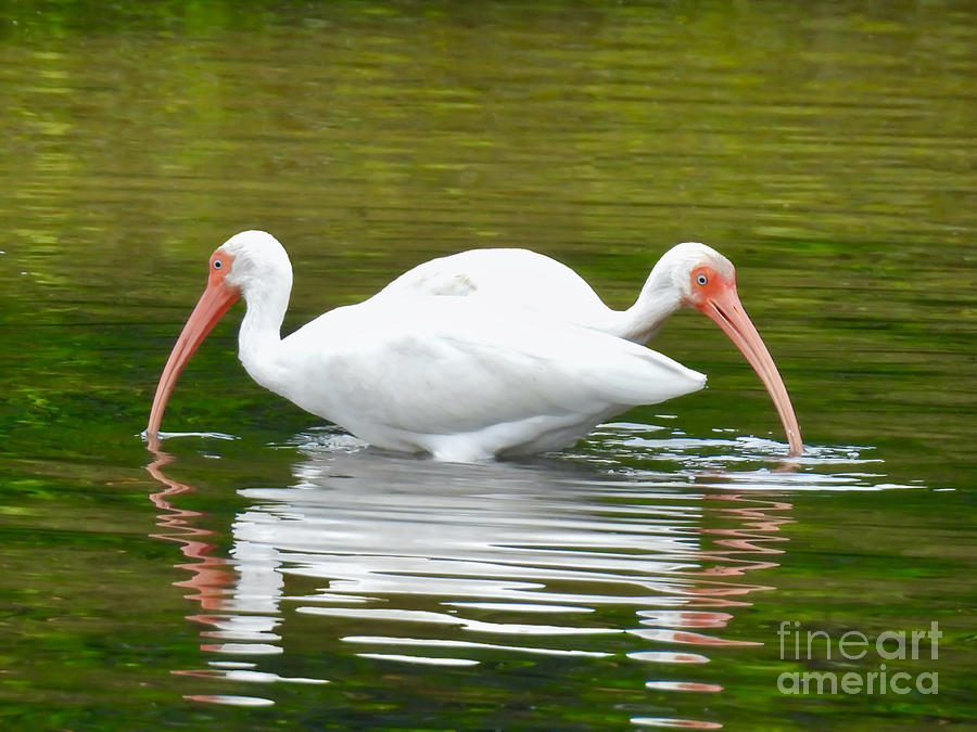 Two Ibis Explorers Photograph by Beth Myer Photography