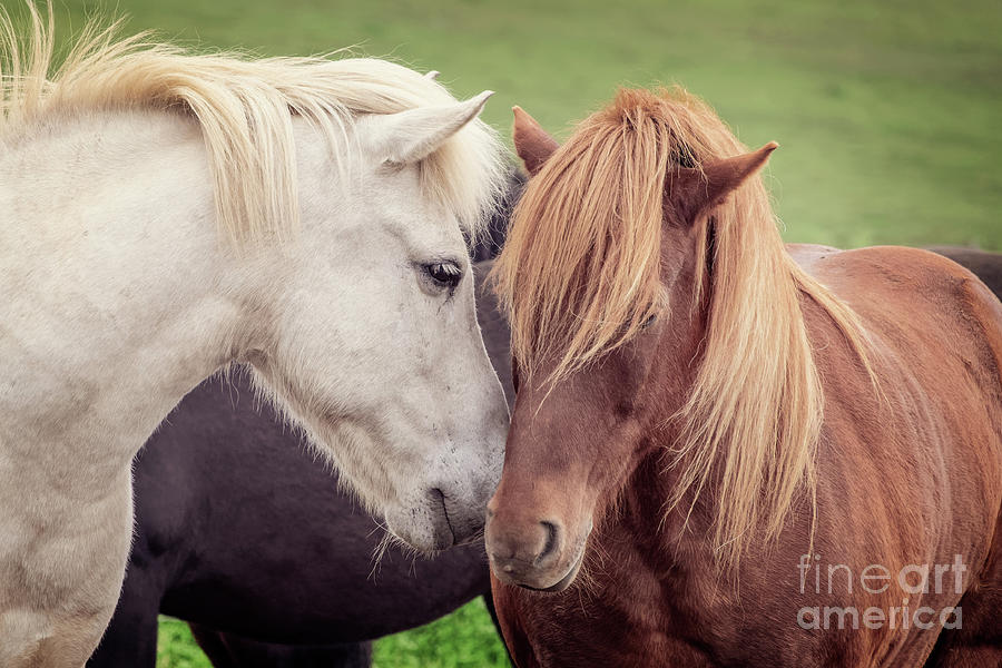 Two icelandic horses  Photograph by Delphimages Photo Creations