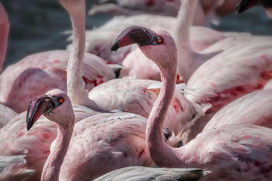 Two In A Crowd, Lesser Flamingos Photograph