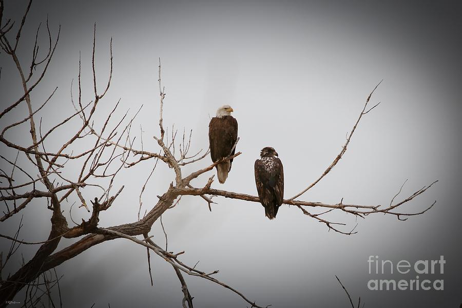 Two in a Tree Photograph by Veronica Batterson