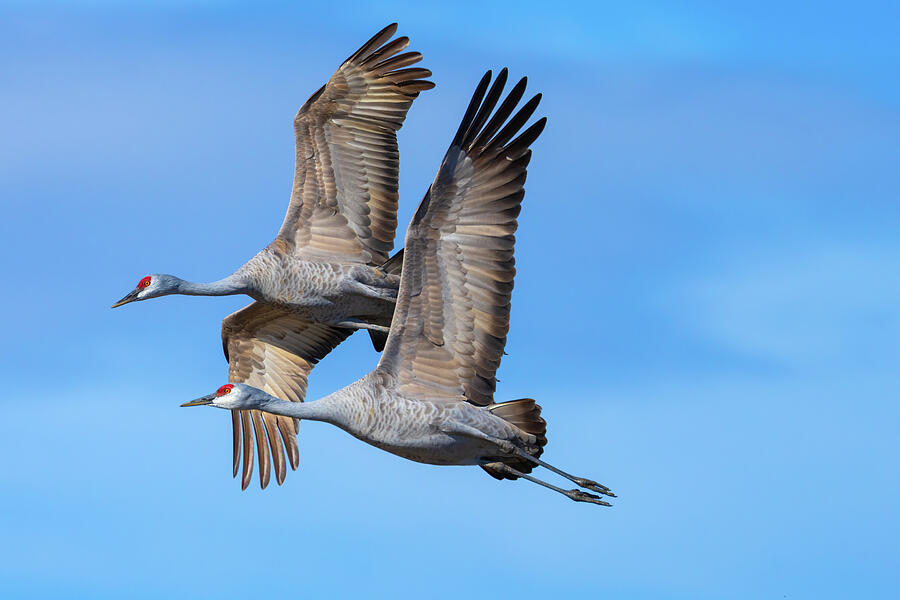 Bird Photograph - Two in Flight  by Lynn Hopwood