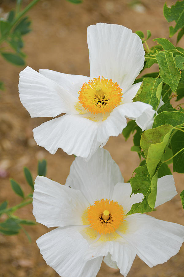 Two Japanese Anemone Blooms Photograph