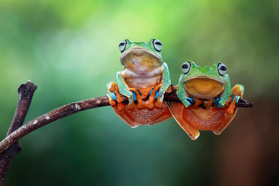 Two Javan tree frogs on branch, Indonesia Photograph by Kuritafsheen