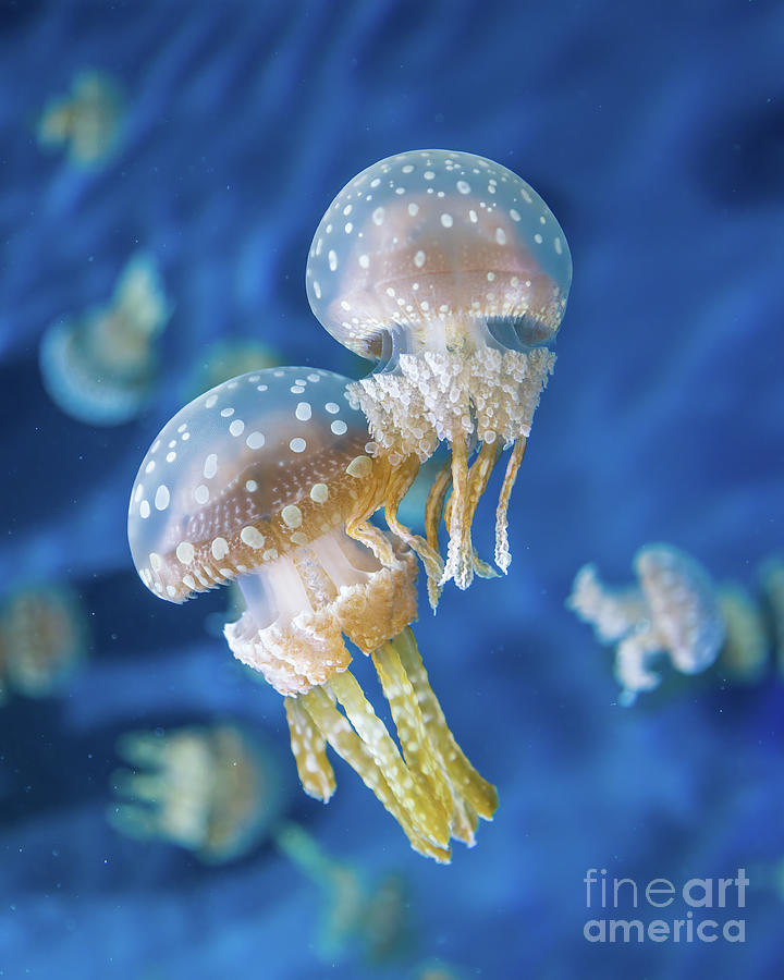 Two Jellies on Blue Photograph by Mimi Ditchie