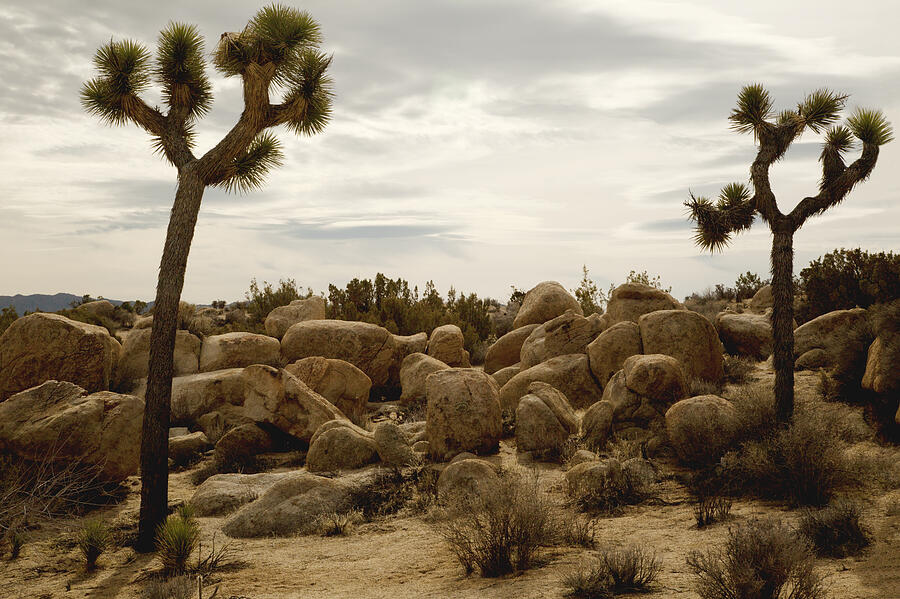 Two Joshua Trees with other desert plants and boulders; dramatic sky beyond Photograph by Timothy Hearsum