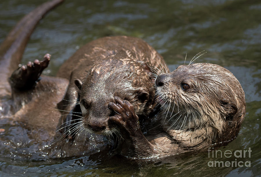 Two Juvenile Otters Fighting In The Water Photograph by Andreas Berthold