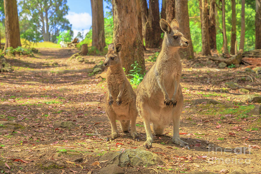 Two kangaroos in a forest Photograph by Benny Marty