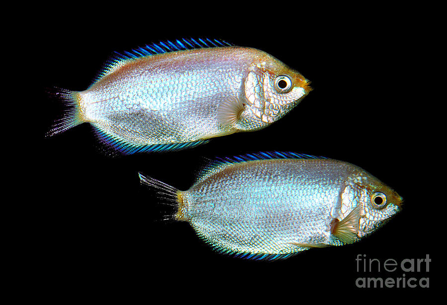 Nature Photograph - Two Kissing Gouramis, Helostoma temminckii, Perciformes by Wernher Krutein