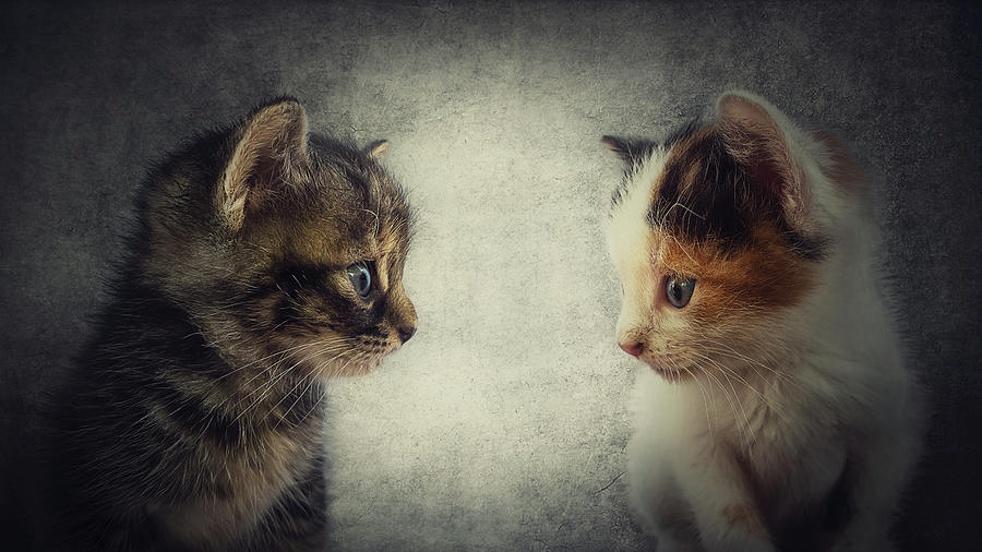 Two Kittens Photograph