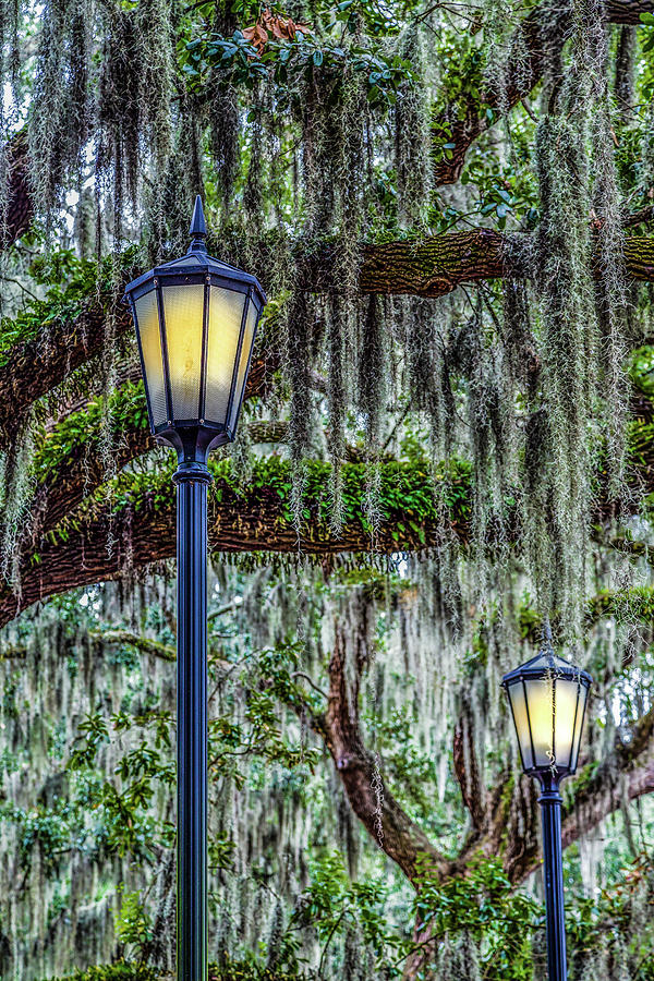 Two Lamps and Spanish Moss Photograph by Darryl Brooks