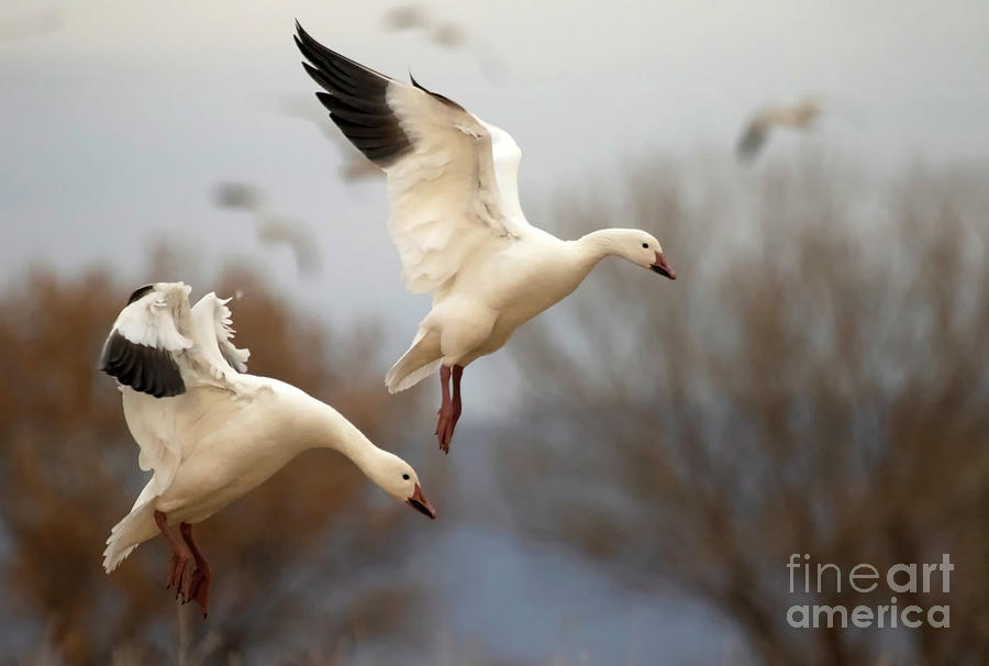 Goose Photograph - Two landing Geese by Ruth Jolly