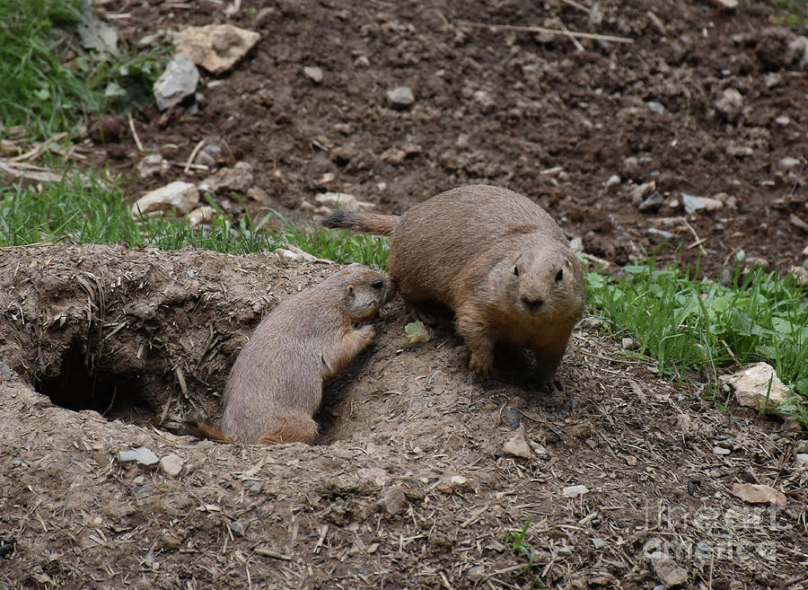 Two Large Ground Squirrels Playing Around His Burrow Photograph by