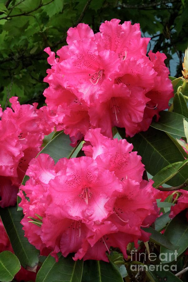 Two Large Rhododendron Flowers Photograph by Carol Groenen