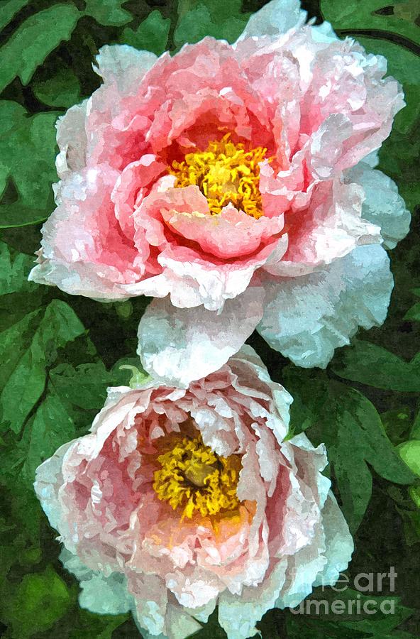 Two large white and pink peony blossoms Photograph by William Kuta