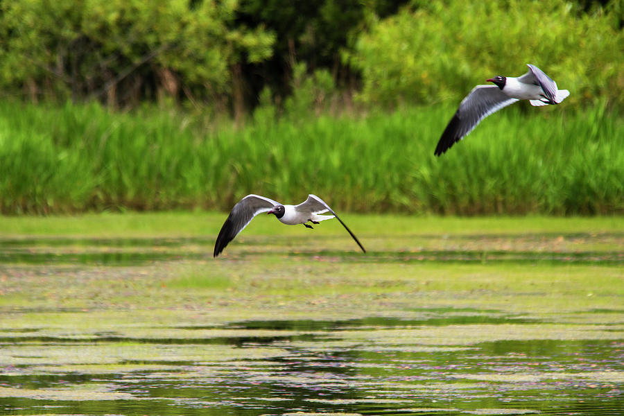Two Laughing Gulls in Flight Over the Willow Pond of Harkers Island NC Photograph by Bob Decker