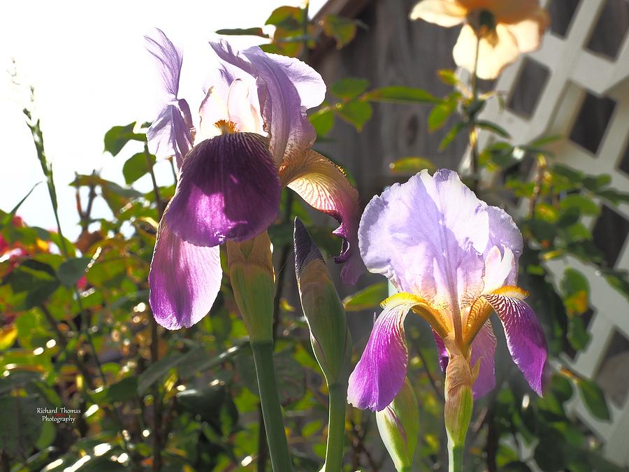 Two Lavender Iris Photograph