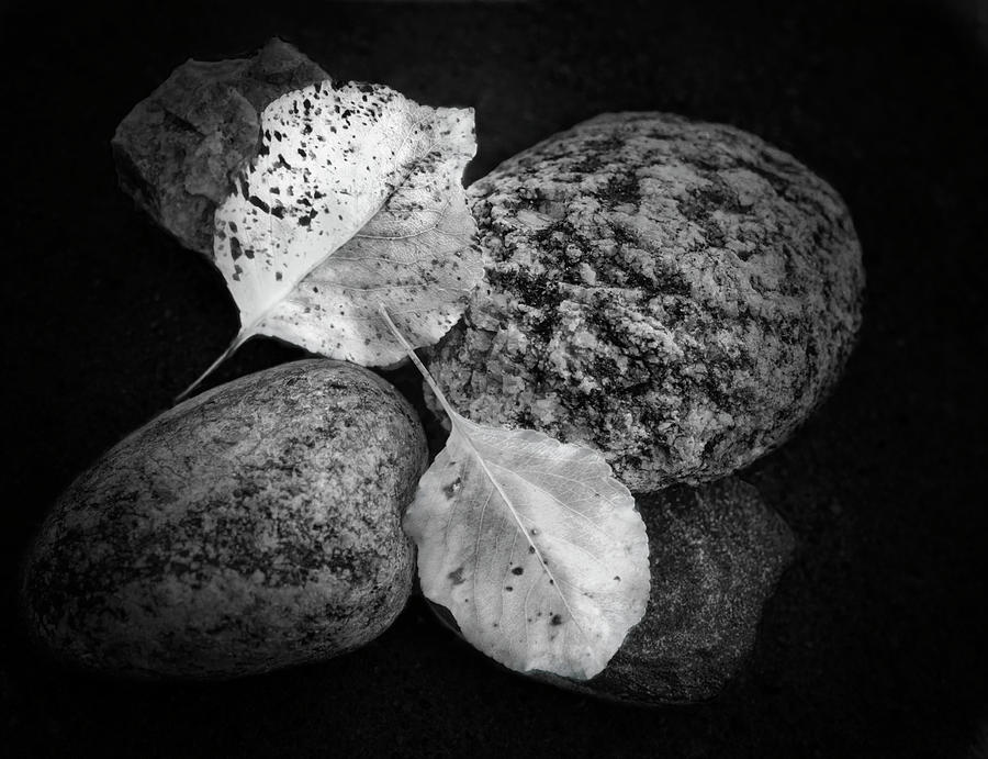 Two Leaves And Rocks - blakc and white photograph Photograph by Ann Powell