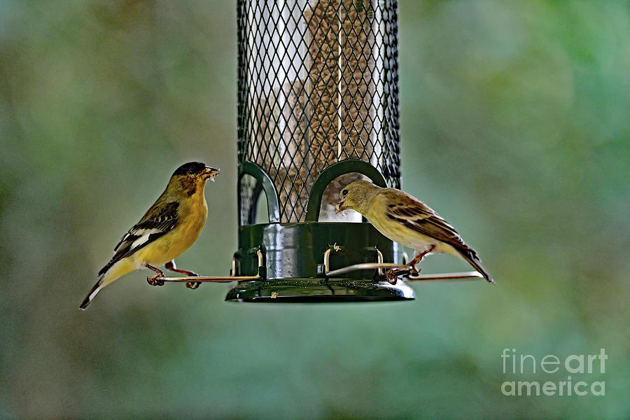 Two Lesser Goldfinch at Feeder Photograph by Amazing Action Photo Video