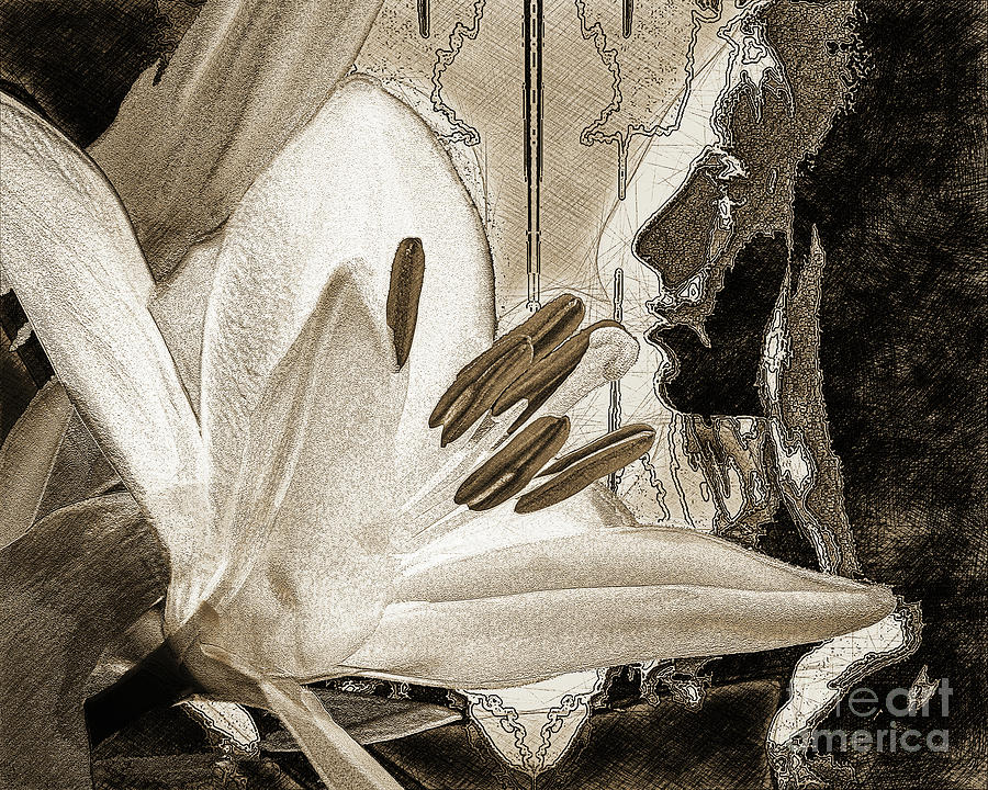 Two Lilies - Monochromatic Digital Art by Anthony Ellis