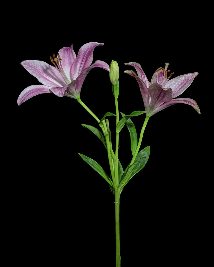 Two Lillies Photograph by Sandi Kroll