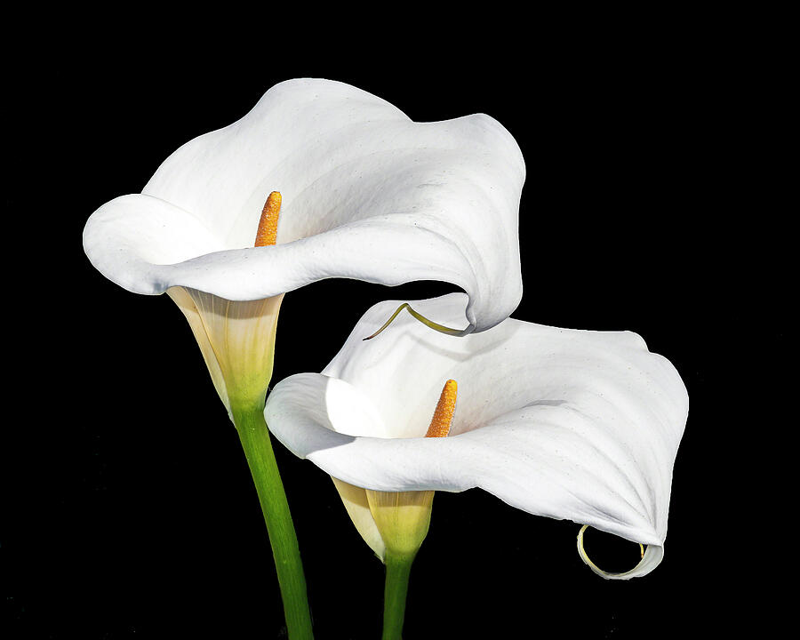 Two Lilys Photograph by William Havle