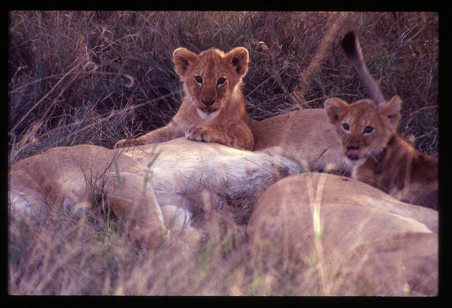 Two Lion Cubs Photograph by Russel Considine