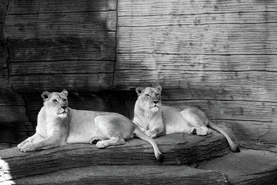 Two Lioness At Rest BW Photograph by Cynthia Guinn