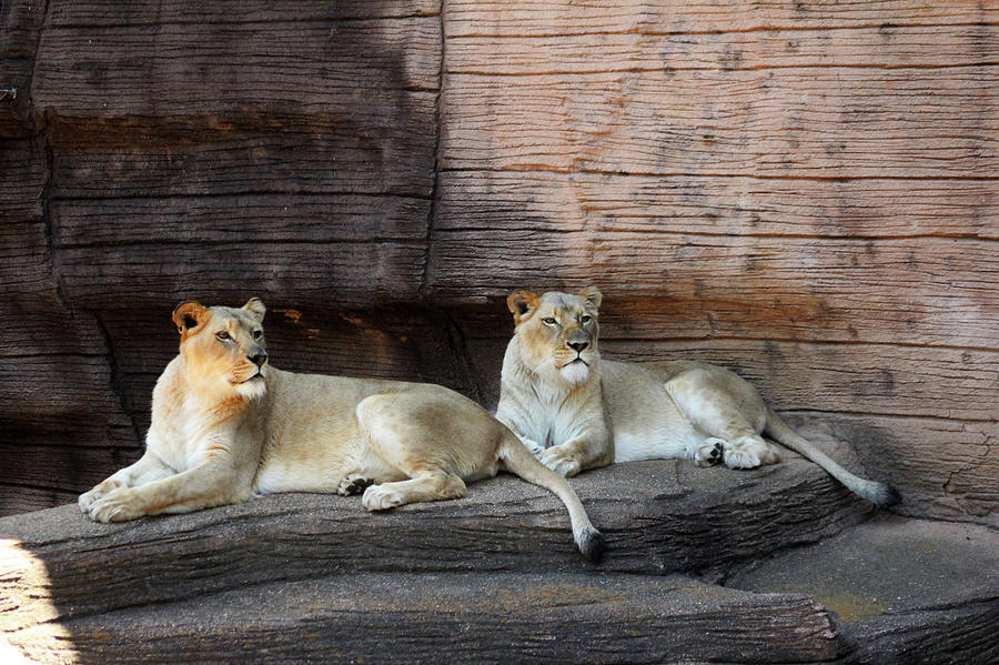 Two Lioness At Rest Photograph by Cynthia Guinn