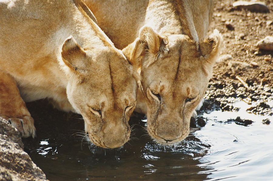 Two Lionesses Drinking Water From a Puddle Photograph by VL Varia