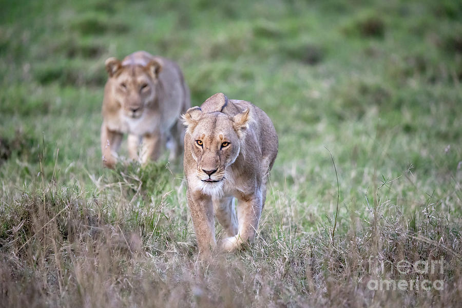 Two lionesses, panthera leo, walk through the cool grass of the  Photograph by Jane Rix