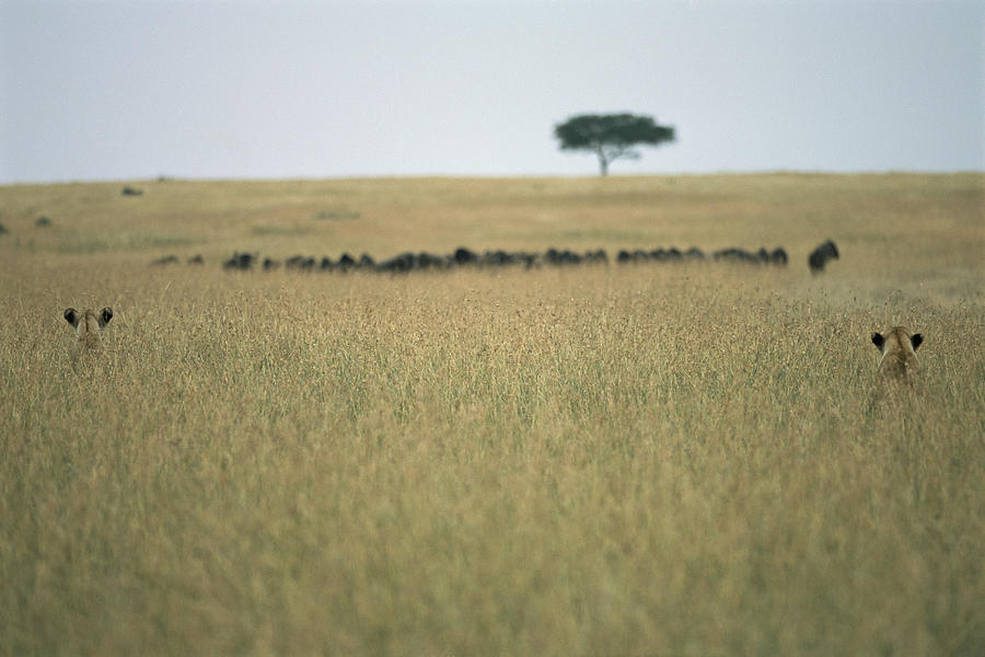 Two lionesses stalking wildebeest, hiding in long grass, rear view Photograph by James Warwick