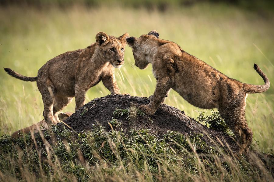 Two lions cubs playing on mound, Kenya Photograph by Elsen Karstad